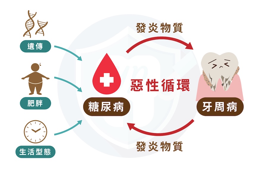 糖尿病與牙周病的雙向關係示意圖